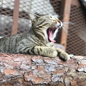 Meet your Posher, Kyley